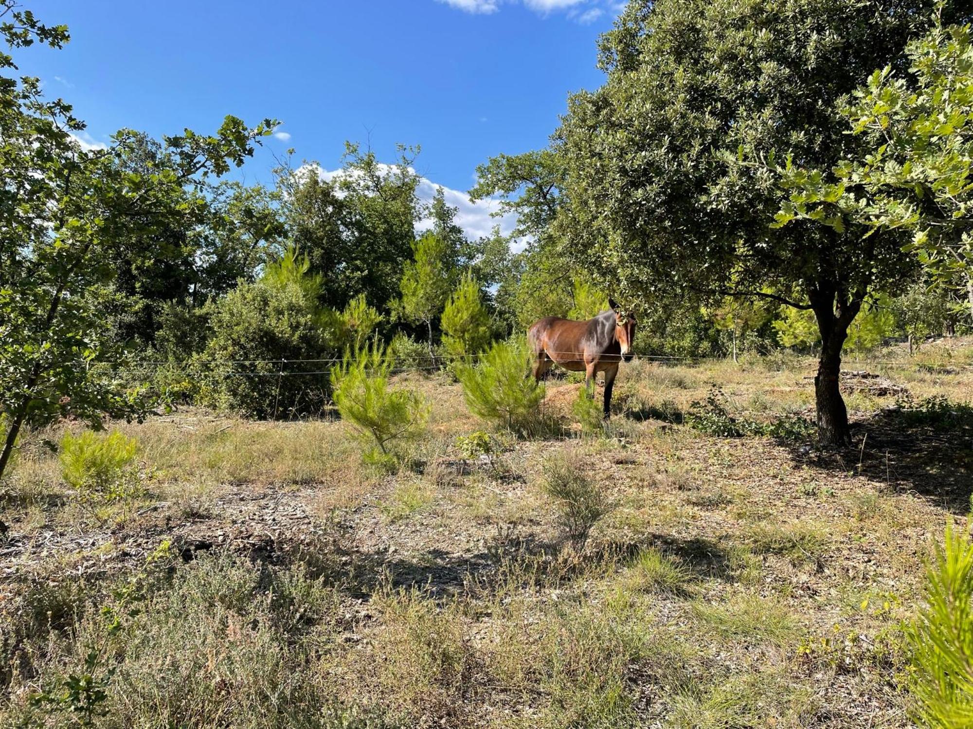 Les Yourtes De Provence Saint-Paulet-de-Caisson エクステリア 写真