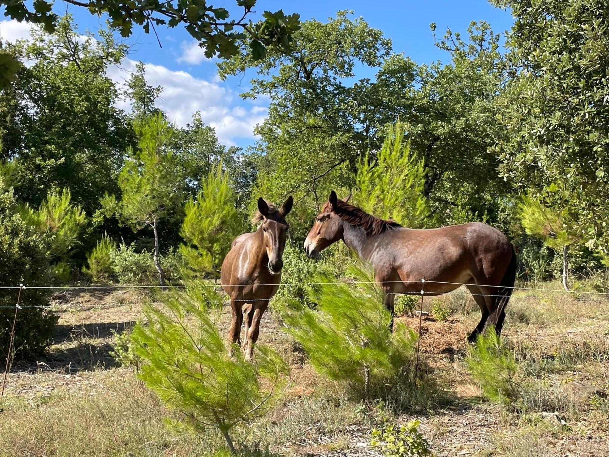 Les Yourtes De Provence Saint-Paulet-de-Caisson エクステリア 写真
